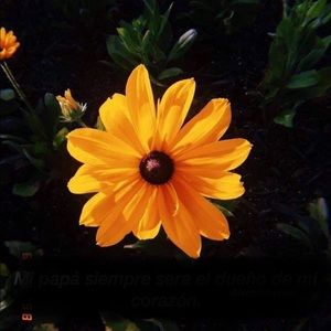 Meet your Posher, Fabiola